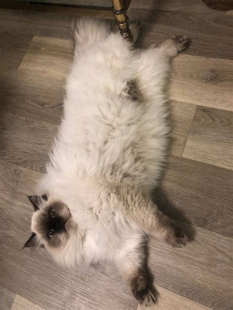 Himalayan Ragdoll Cat