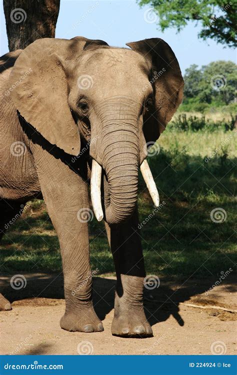 Elefante foto de archivo. Imagen de exterior, cuero, hierba - 224924