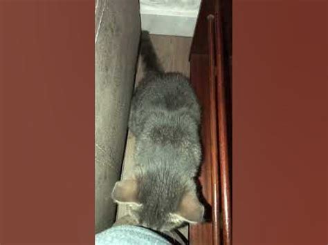 З Мілкою таке часто буває😄🐈‍⬛💜А з вашими котиками?#milka #кот #short # ...
