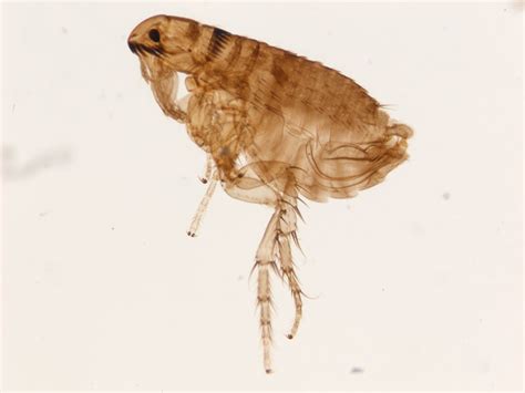 Ctenocephalides Canis Vs Felis