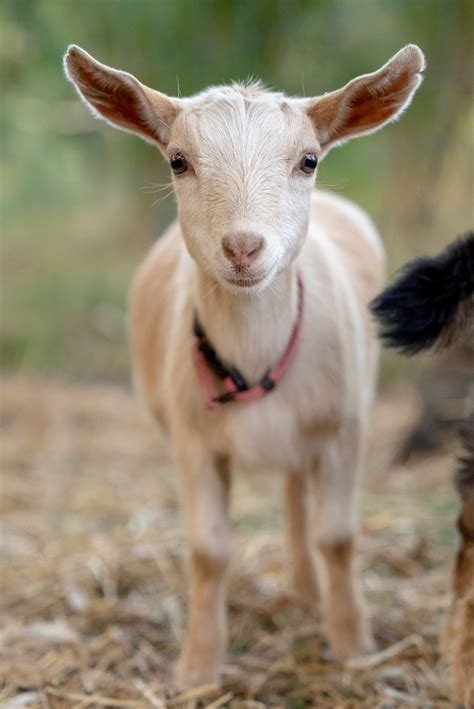 Our Kids — Green Hills Miniature Goats