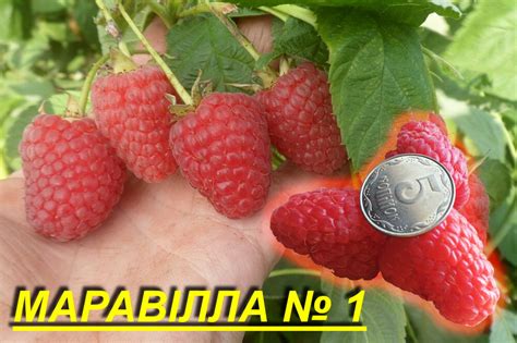 Малина Маравилла Описание Сорта Фото Отзывы Садоводов — Фото Картинки
