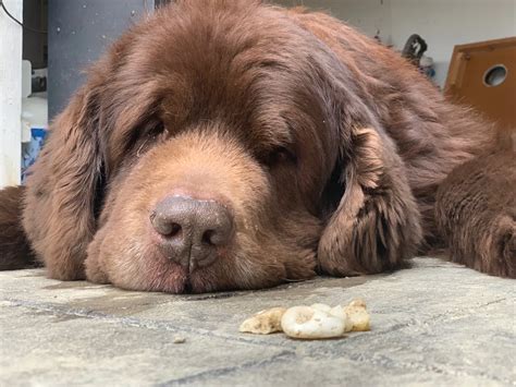 why do dogs eat flies 4