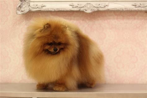 What Do Pomeranians Look Like