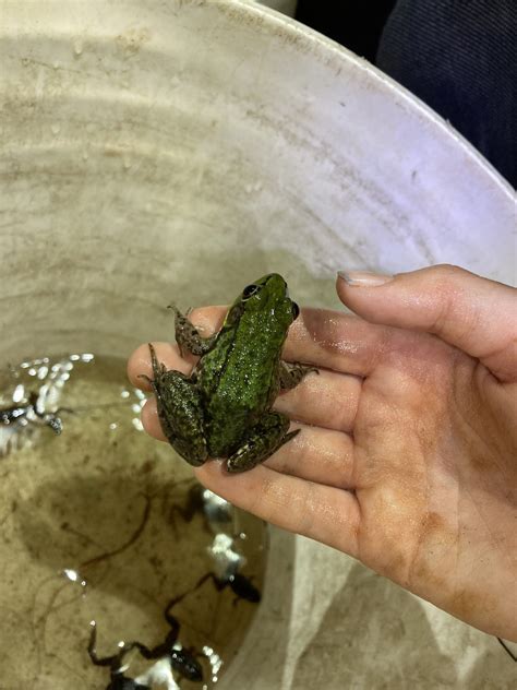 Highlighting Biodiversity: Finding Frogs in the New Jersey Pine Barrens