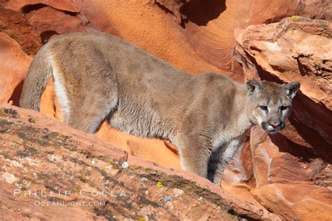 Mountain lion, Puma concolor, #12312, Natural History Photography