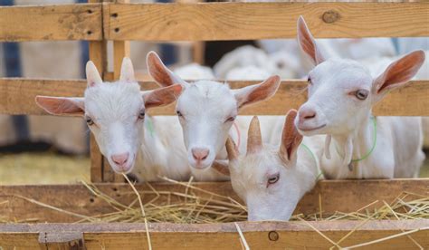 Why Does Goats' Breath Stink? - Farmhouse Guide