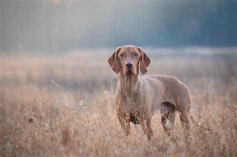 What Are Good Hunting Dogs at Juanita Weist blog
