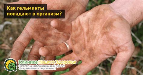 Последствия присутствия глистов и паразитов в организме человека