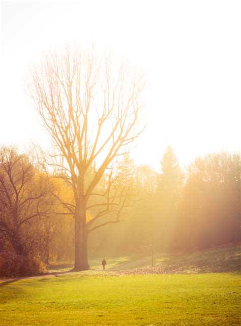 Free Images : landscape, tree, horizon, branch, light, sun, fog