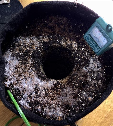 Spotless Mind D7 - transplant day + mycelium porn. A little early but