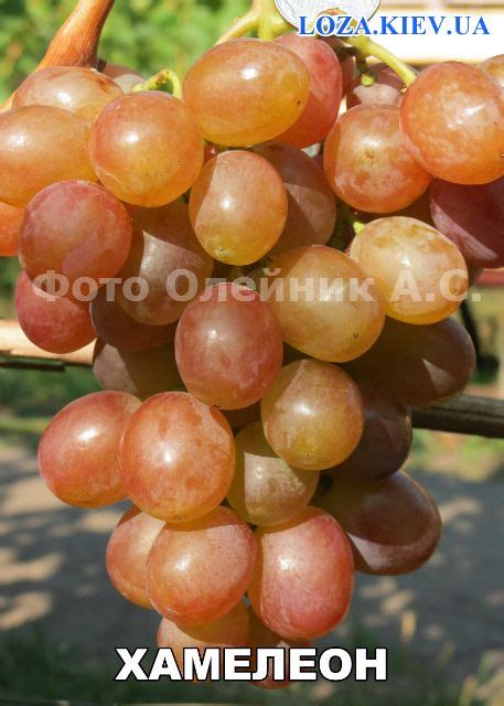Хамелеон - Столовый сорт винограда