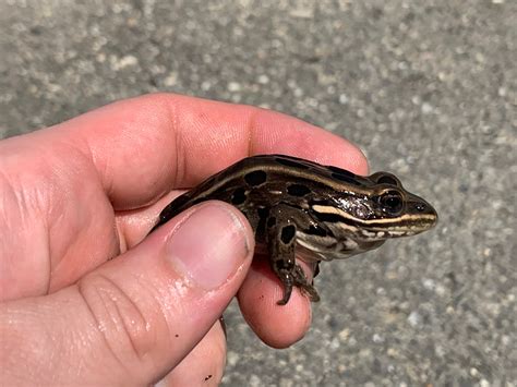 Frogs in Ontario, Canada