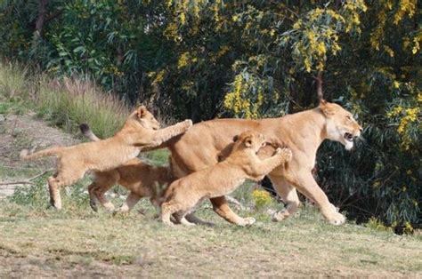 Beautiful wild cat family (17 pics) - Izismile.com