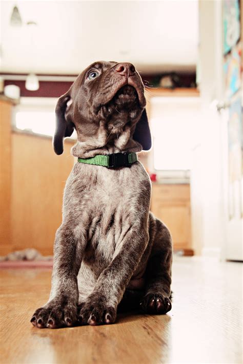 Naming Your Gun Dog | Great Lakes Gun Dogs