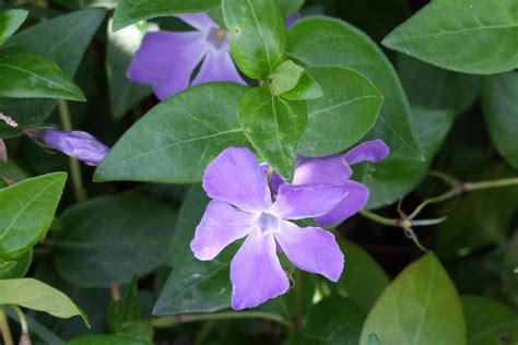 Outwit those weeds | Otago Daily Times Online News