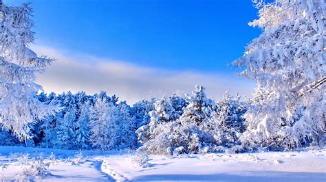 4k Winter Trees Wallpapers - Wallpaper Cave