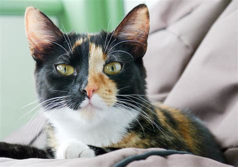 pussy cat foto bild tiere haustiere katzen bilder auf fotocommunity