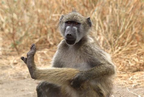 Types of Monkeys: 10 Monkey Breeds You Should Know
