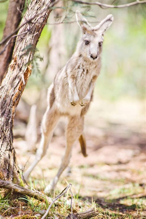About Us – Kangaroo Rangers