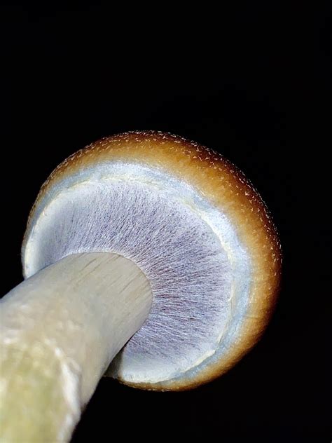 Veil Porn💦 PESA (OC) : r/shrooms