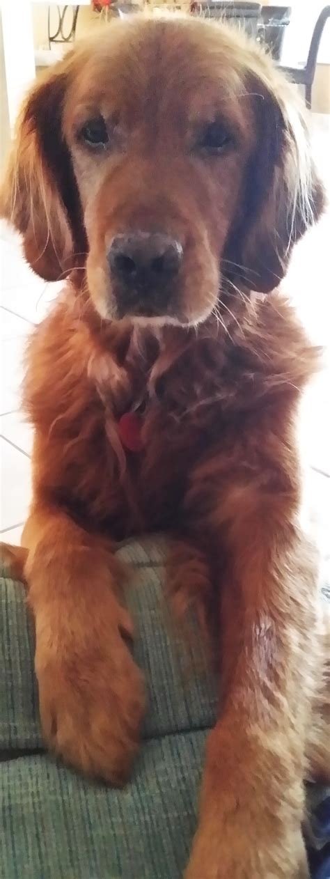 3394OrionArchieIFP - Golden Retriever Rescue of Mid Florida