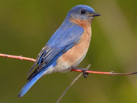 eastern bluebird ebird