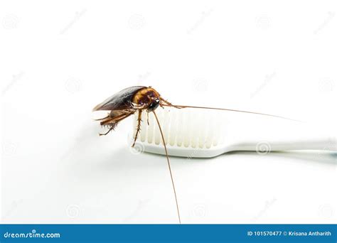 Formigas Na Escova De Dente - Barata Na Escova De Dentes Isolada No Fundo Branco Imagem de Stock ...