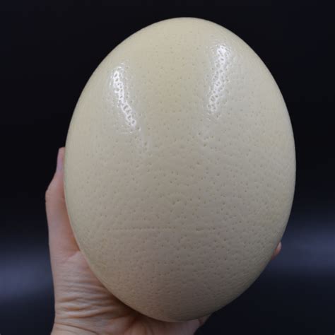 Ostrich Egg – Superior Ostrich