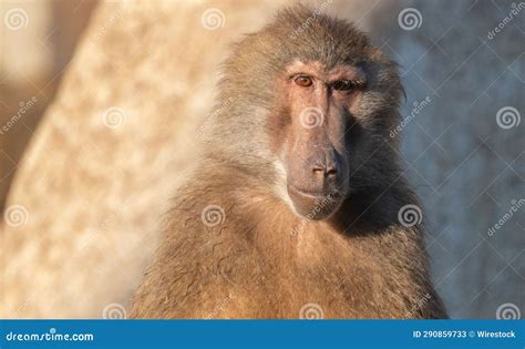 Close-up of the Face and Front View of a Thoughtful Baboon. Stock Image ...