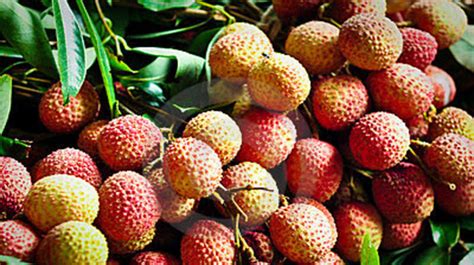 Litchi starts appearing in Rajshahi markets