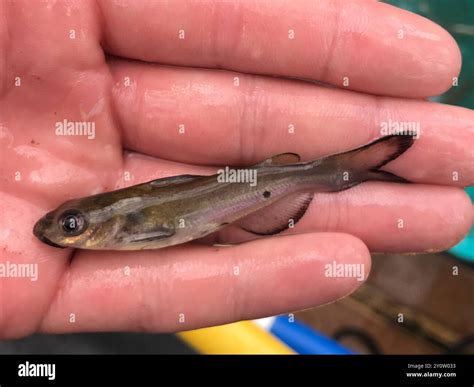 Channel Catfish (Ictalurus punctatus) Actinopterygii Stock Photo - Alamy