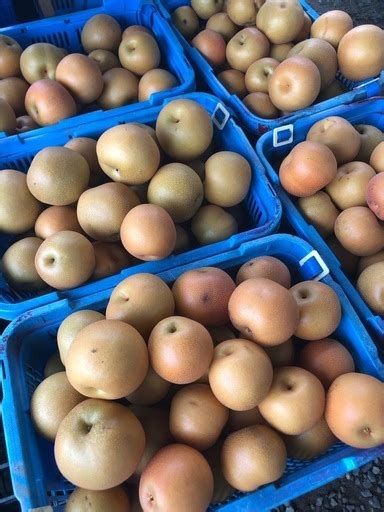 訳あり梨まとめ売り (かな) 加賀の食品の中古あげます・譲ります｜ジモティーで不用品の処分