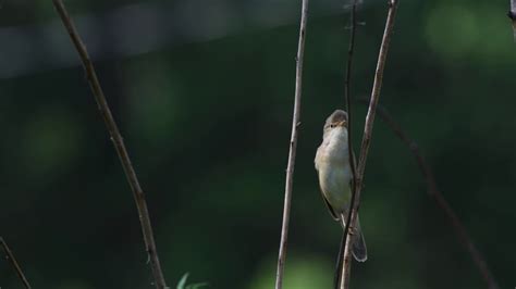 soo roolind acrocephalus palustris song youtube