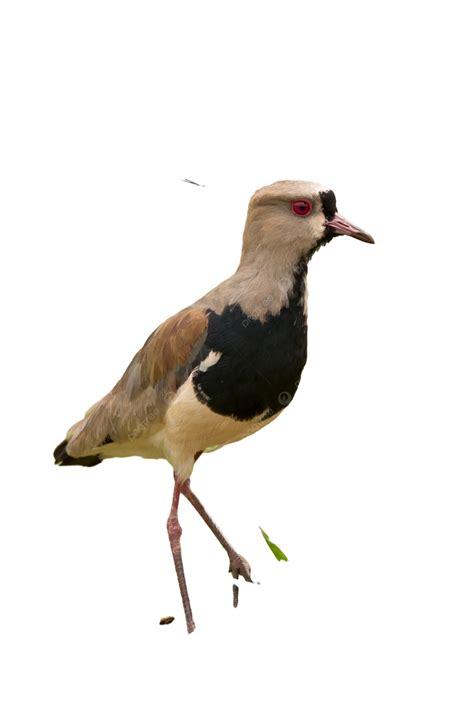 Avefría Del Sur Aviar Tero Uno PNG ,dibujos Fauna Silvestre, Aviar