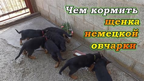 Чем кормить щенка немецкой овчарки. | Рацион щенка немецкой овчарки в ...