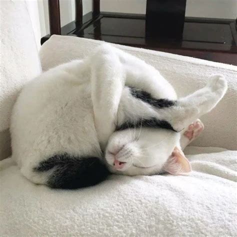 Кошки спят в смешных позах ;) | Всё о собаках и кошках | Яндекс Дзен ...