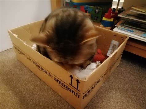 #catbox hashtag on Twitter