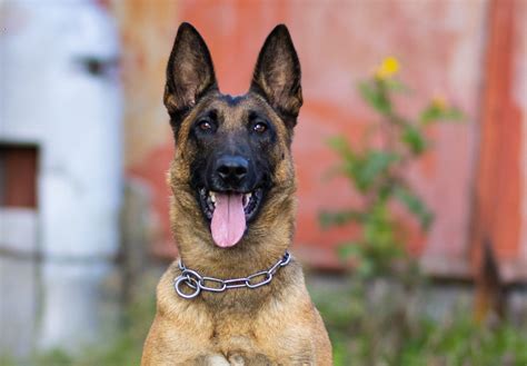 Family and Personal Protection Dogs | Deterrent Dogs LLc