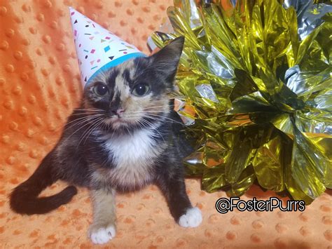 Evie, one of my foster kittens that I raised from 2 weeks old, is