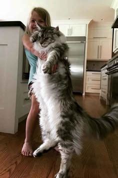 Extra Large Maine Coon Cats