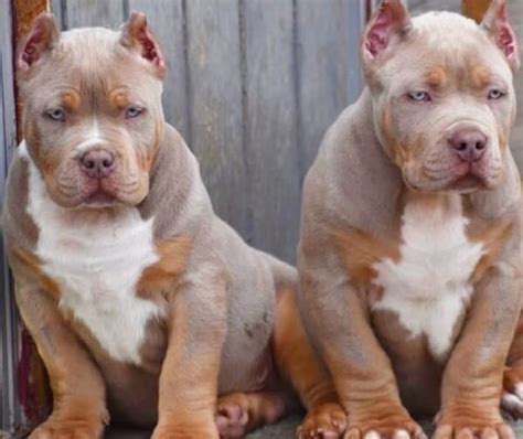 American bully puppy feeding chart