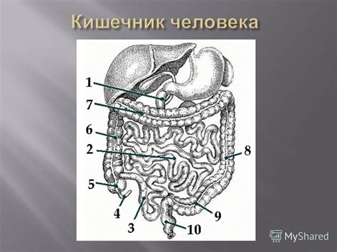 Презентация на тему: "12- перстная кишка ( duodenum ) тощая кишка ...