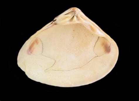 Pismo Clam Shell | Mexican Shells.org