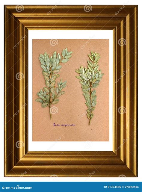 Herbarium of common box stock photo. Image of pattern - 81374466