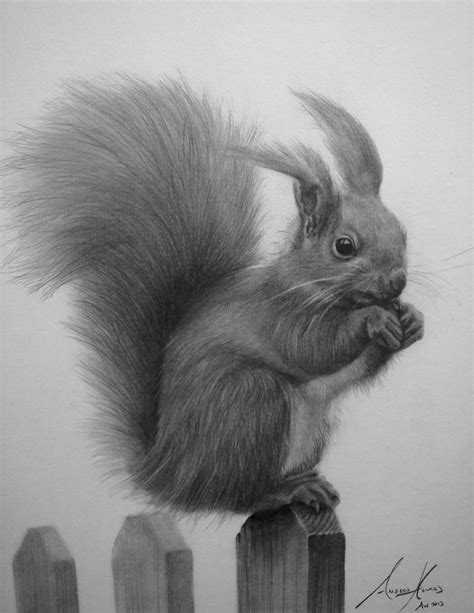 Eurasian Red Squirrel by Captured-In-Pencil on DeviantArt