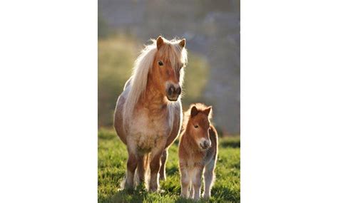 Are these the most adorable Shetlands ever? - Horse & Hound
