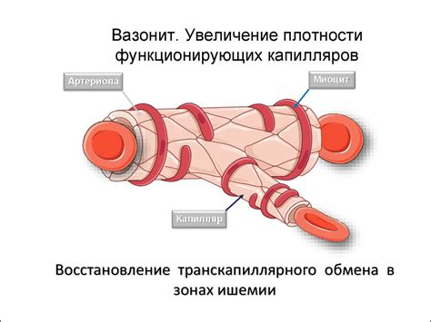 Вазонит: инструкция по применению, цена, аналоги, отзывы и показания