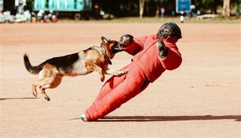 how do k9 dogs know who to attack