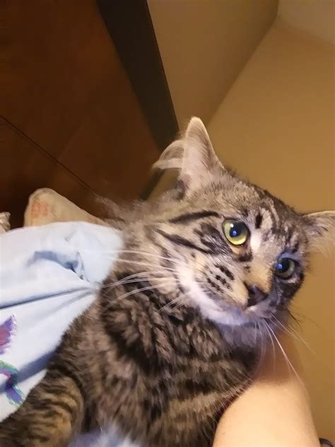 Cat adoption in Greensboro, NC 27405: Maine Coon mixed Cat "Benny"